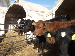 New calves at Billlingsmoor Farm