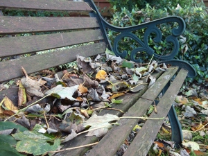 Leaves on bench