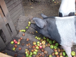 Pigs in apples