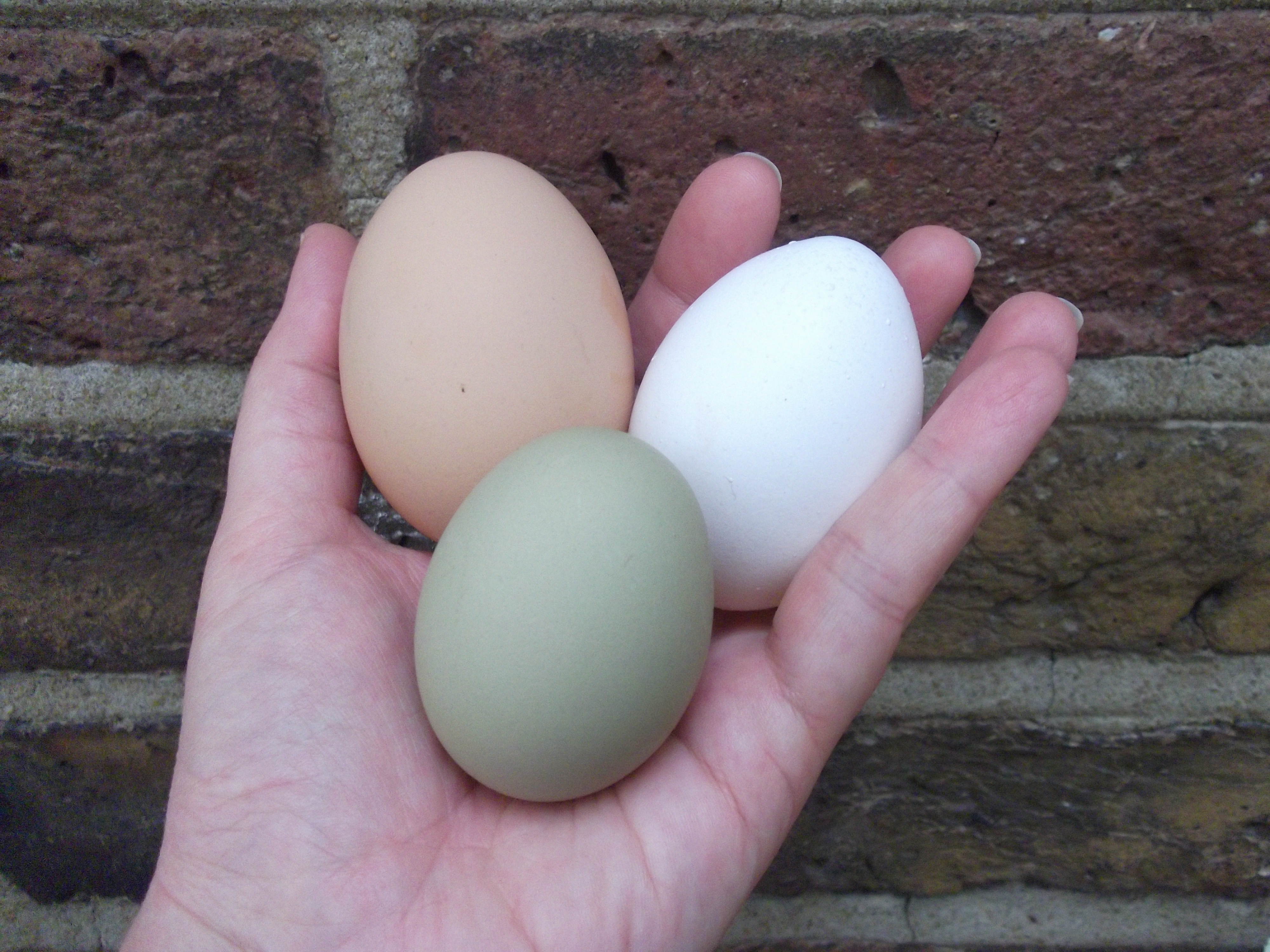 Почему яйца серые. Араукана яйца. Зеленые яйца. Зелёные куриные яйца. Пасхальные яйца куриные.